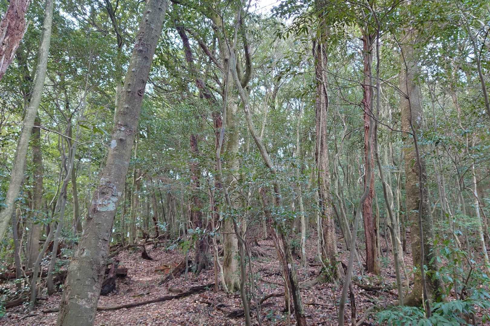 続きます🌲