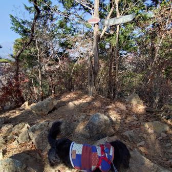 ウロウロ、クンクン