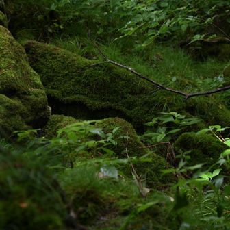 苔むす森