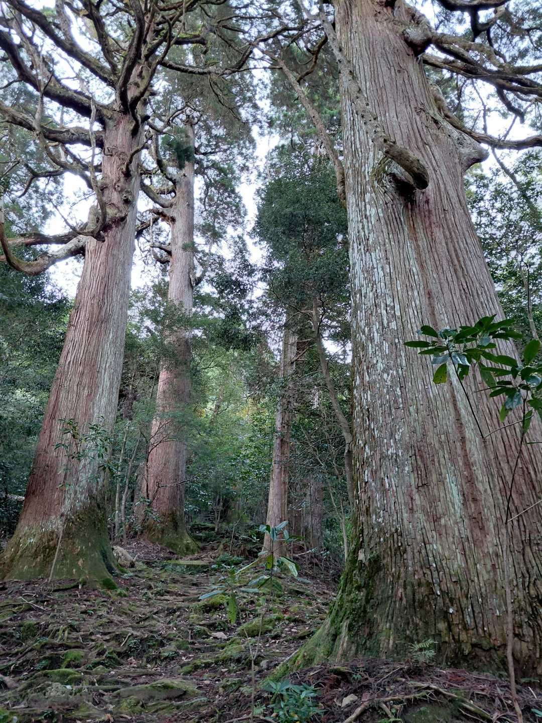 これも樹齢千年を超える市房杉です。圧倒されます。誰も居なかったので、何度も抱き着きました～
