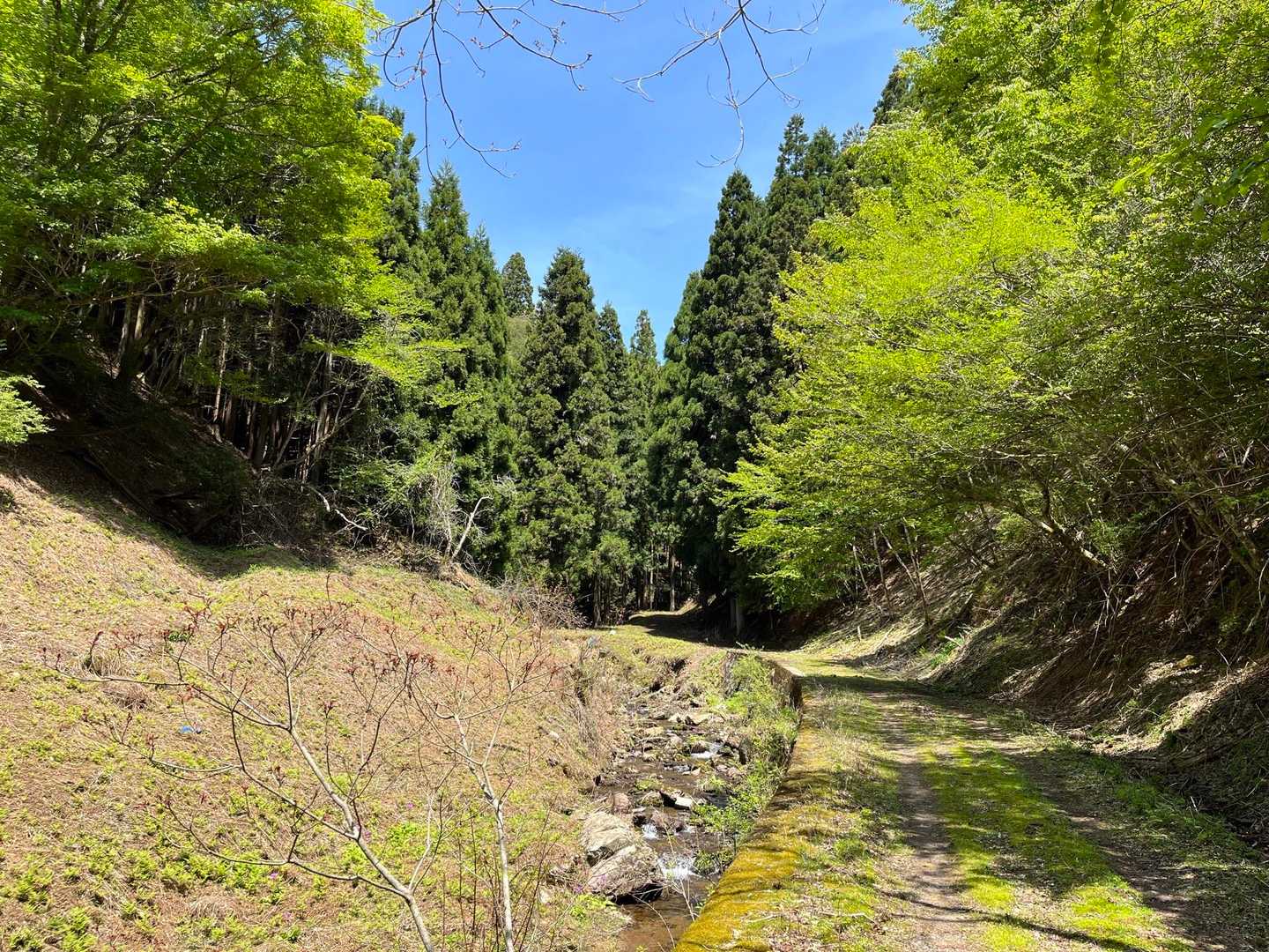 １時間歩いてもまだ林道😅