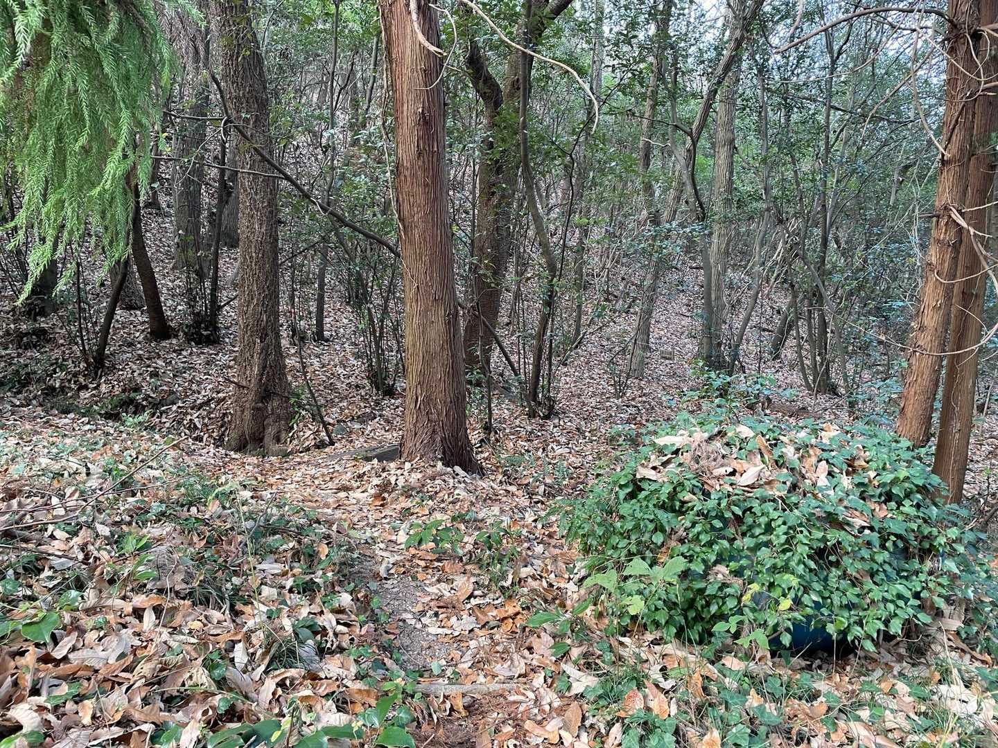 最初は緩やかだけど
