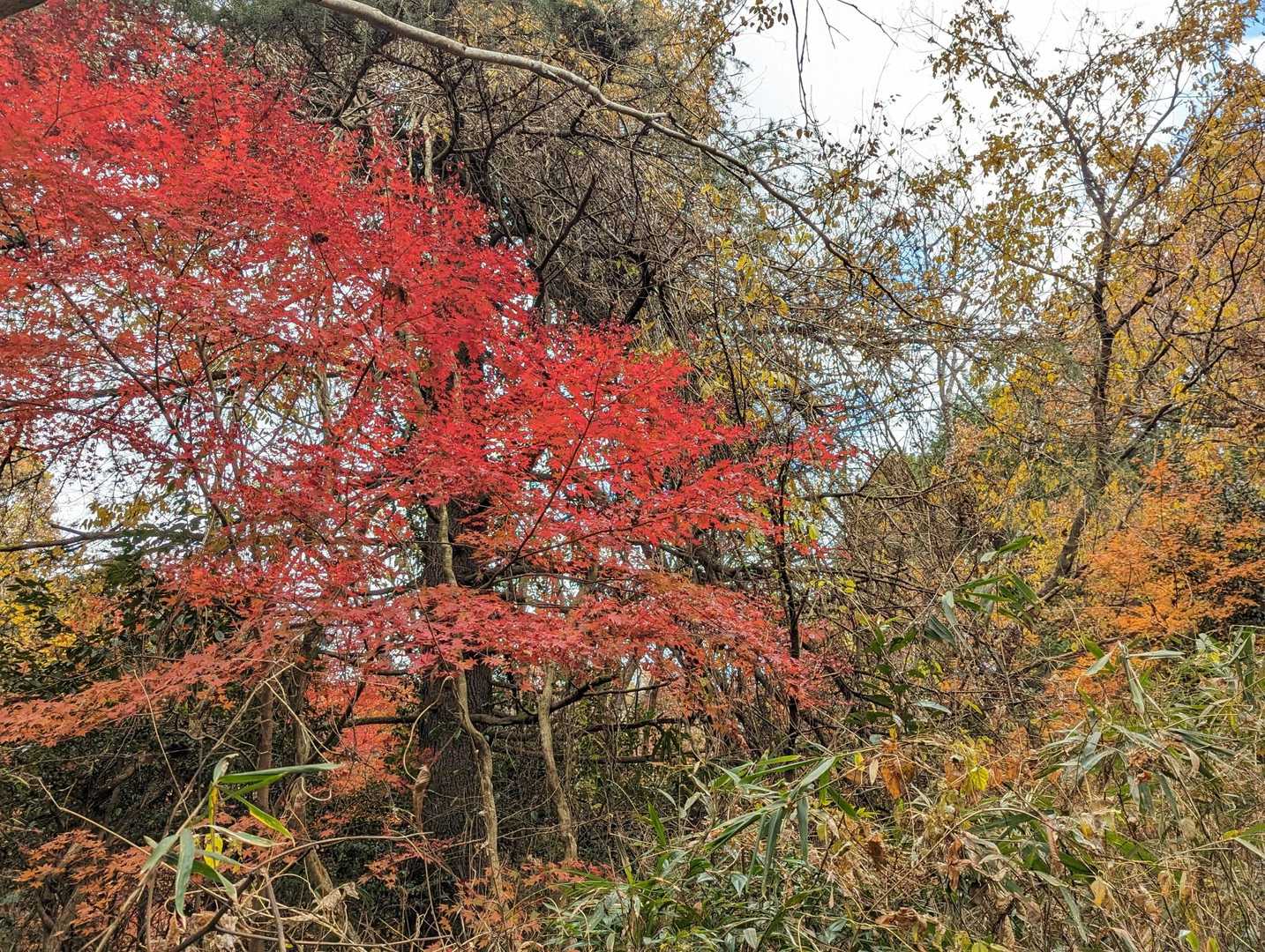 紅葉🍁まだキレイでした