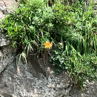 スカシユリが咲いていました💛