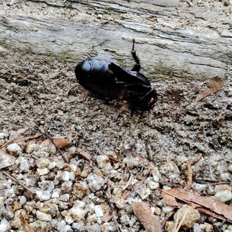 猿投山の主 その1
オオゴキブリ
愛知県では準絶滅危惧種に指定している。
このゴキちゃんが棲息するということは、猿投山の大岩展望台周辺の自然環境が良い状態に保たれているということ。