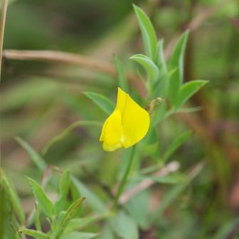 キバナノレンリソウ（マメ科レンリソウ属）珍しい黄色い豆花です。すごく鮮やかな黄色で目を引きます。信長が薬草園を作った際にヨーロッパから移植し、やがて帰化した種と考えられているそうです。