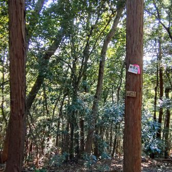 眺望なしで小さなプレートのみだが寄ってみる
今日はめぼしい🍄もなし