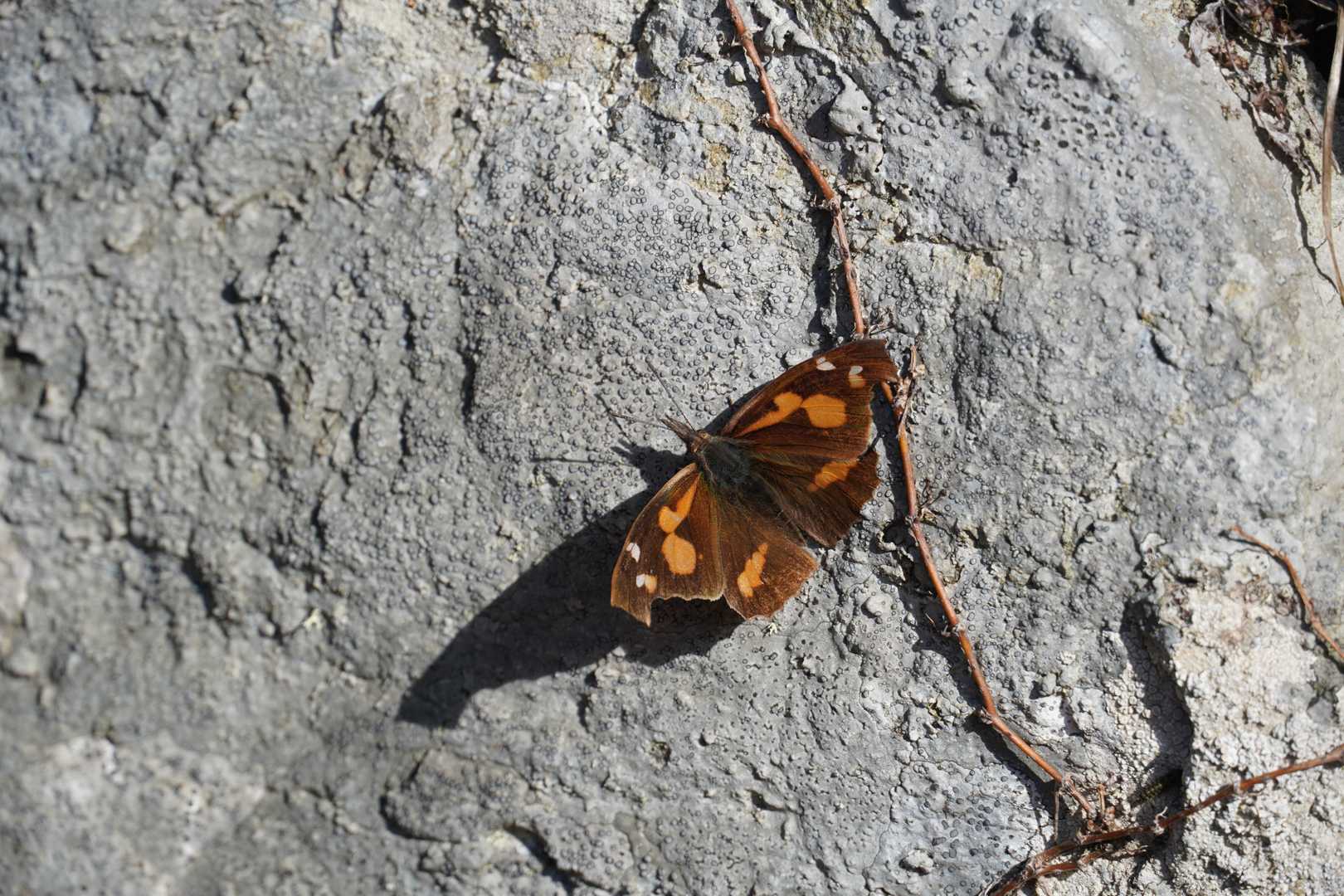 テングチョウ