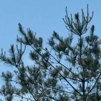 シジュウカラさん🐦