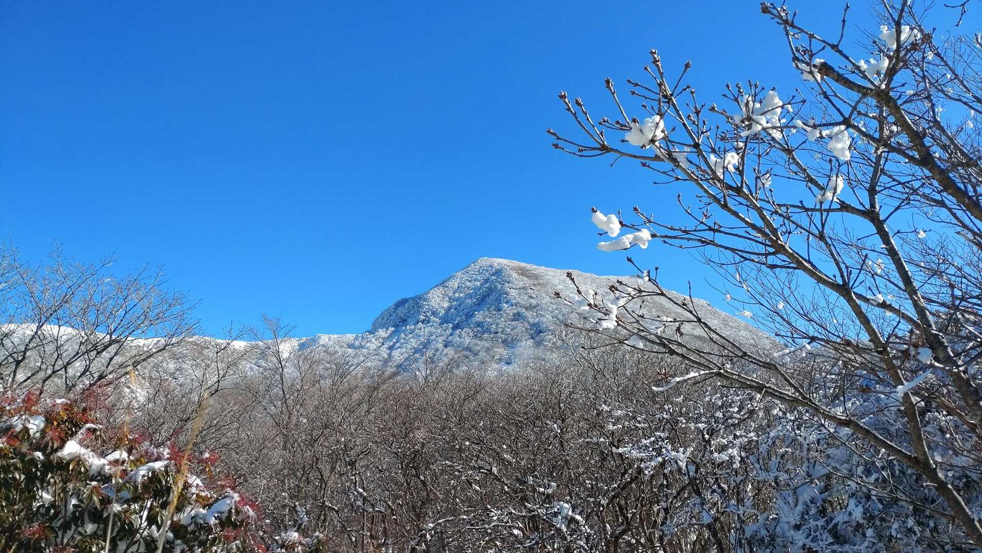 木の上の雪は白い花のように見えた。