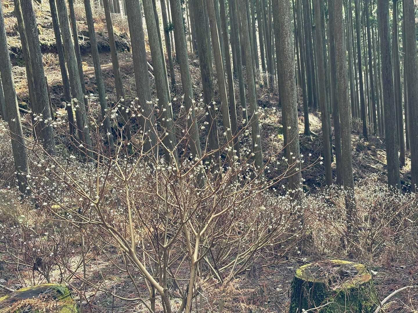 真富士山-富士見岳-駒引峠 周回コースの写真