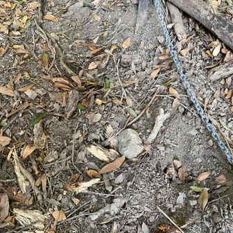 登り初めてすぐ
荒れ放題で階段の手摺りも埋まりそうな道