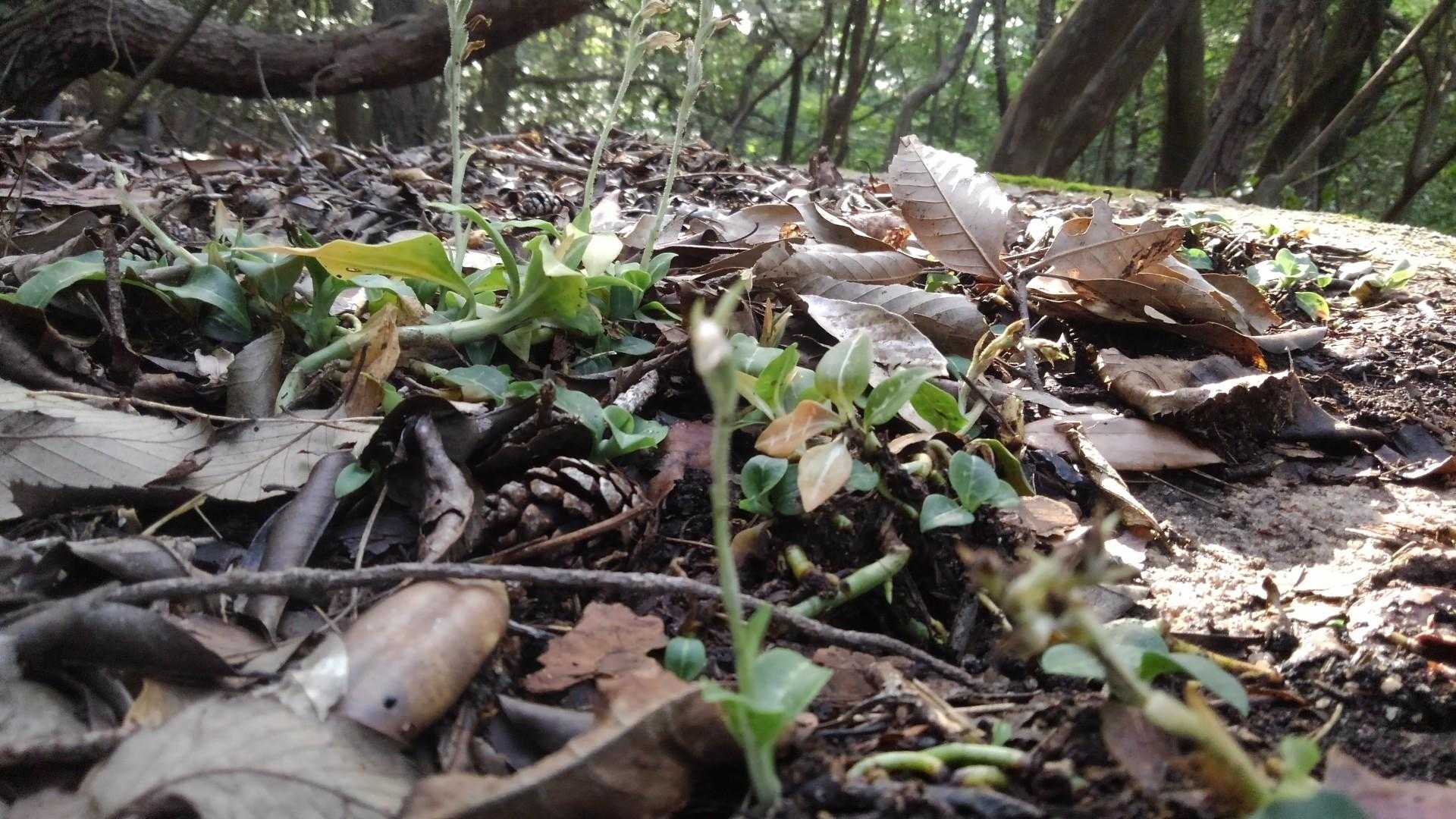 元岩巣山 往復コースの写真