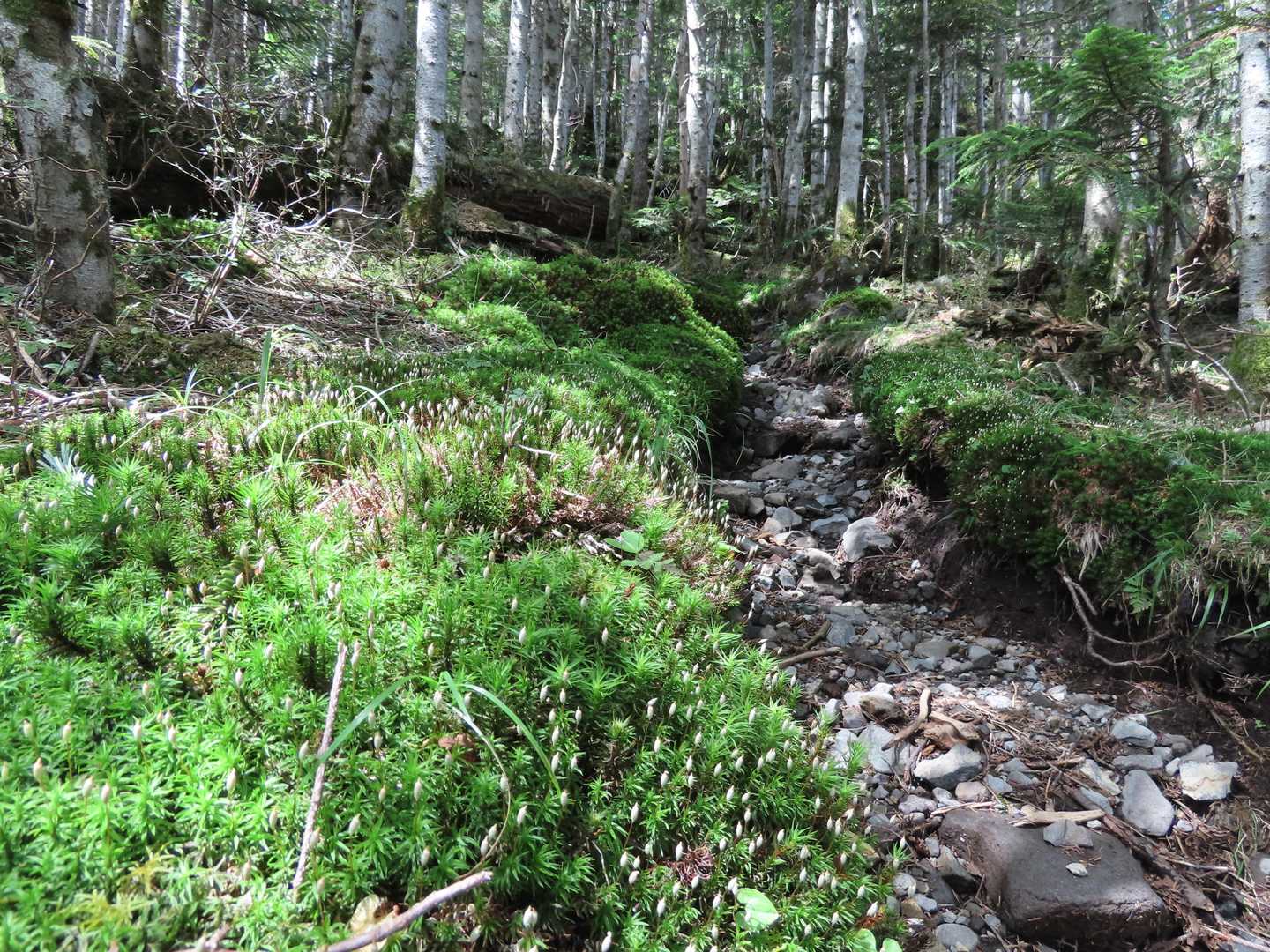 苔の道を行く