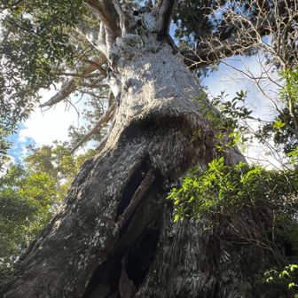 下山時の万代杉