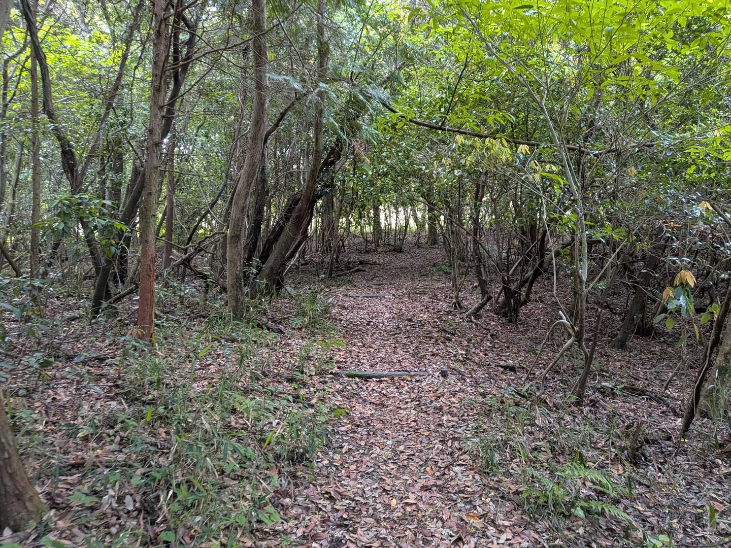 写真だと伝わりづらいですが、日陰で結構暗いです