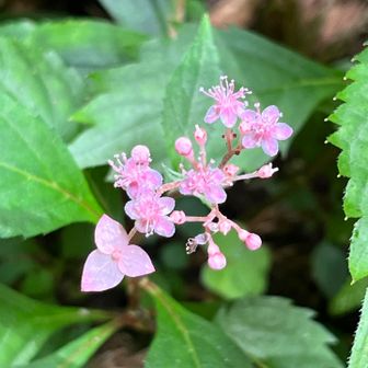 紫陽花でしょ？