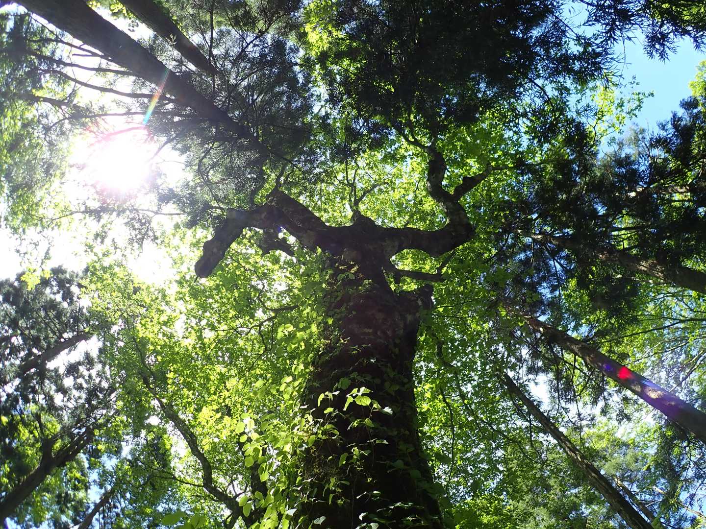ブナの巨木があちこちにいます