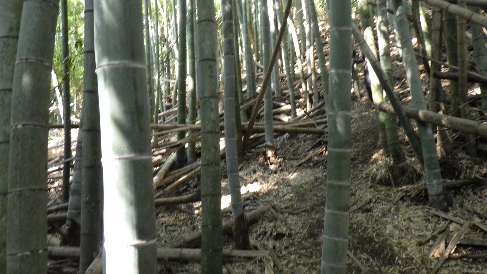 小富士山-飯岳山-呉ダム登山口 縦走コースの写真