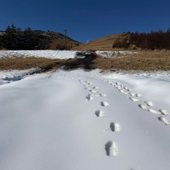スノーマシーンの下は雪。
