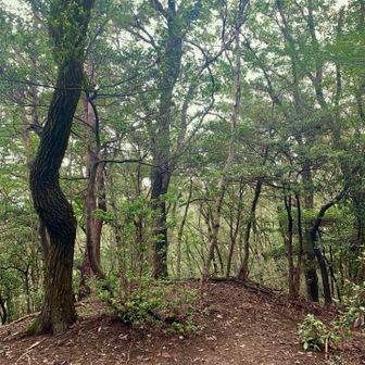 こちらが西高山。こちらも山頂を示す物はありませんね。