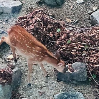 子鹿が普通にいた笑　かわいい🩷