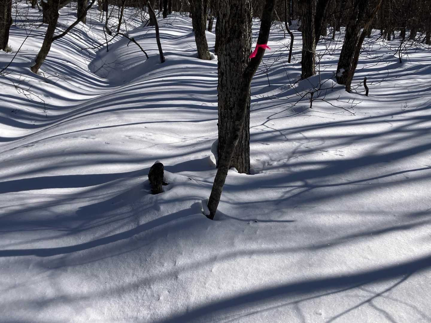 階上岳鳥屋部登山口-つくし森-南岳-階上岳-大びらき 周回コースの写真