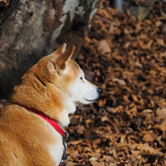 いちど天下茶屋に下山するとハチ公（仮名）がお出迎え🐕触らないで！と書いてあったのでそのままスルー。