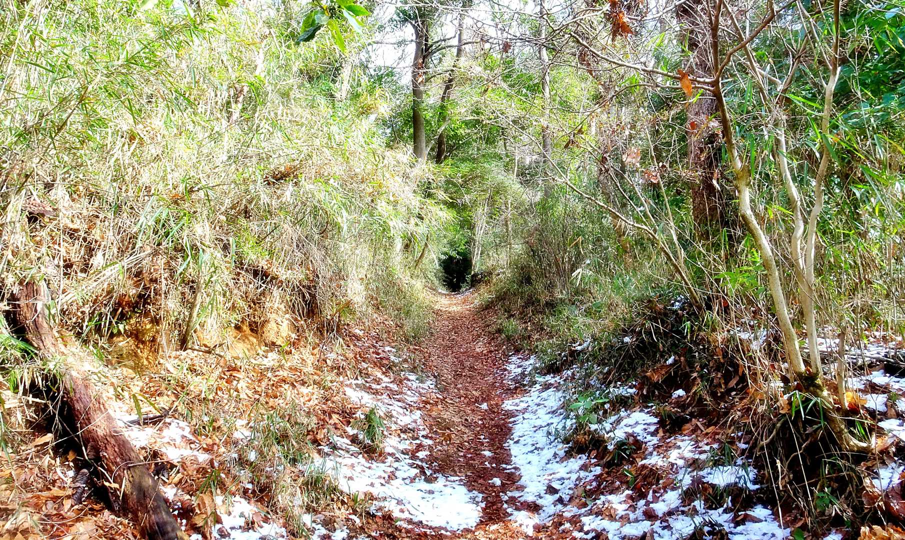 この雨引観音で・・1時間半もウロウロしてました😃
そろそろ・・雨引山に登らなくてわ😅🤣
午前中に家に帰れないぞ💦
こんな・・
ジミー（ペイジ）な登山道を登っていきます👍
