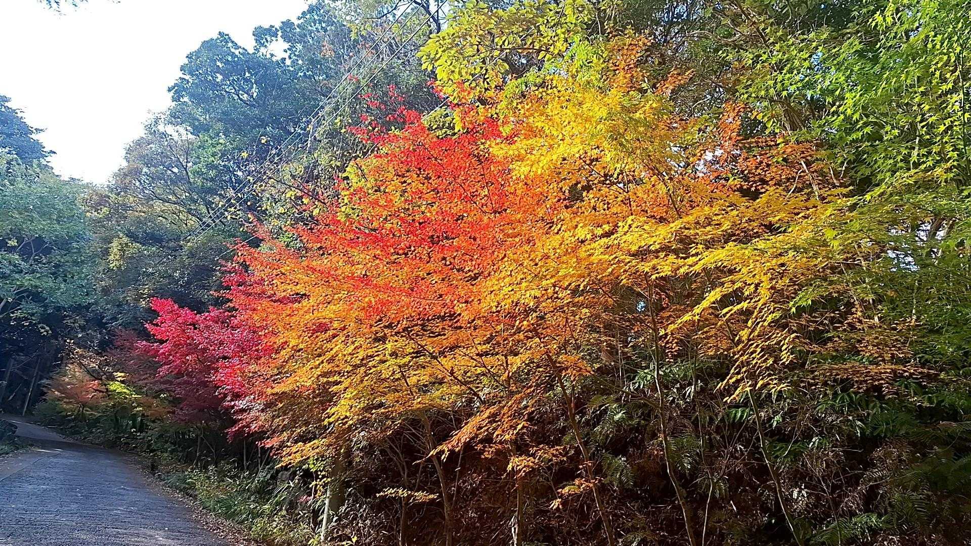 飯盛山 往復 | 低山ながら急登・ロープ・鎖場あり。全身で登る体験を。の写真