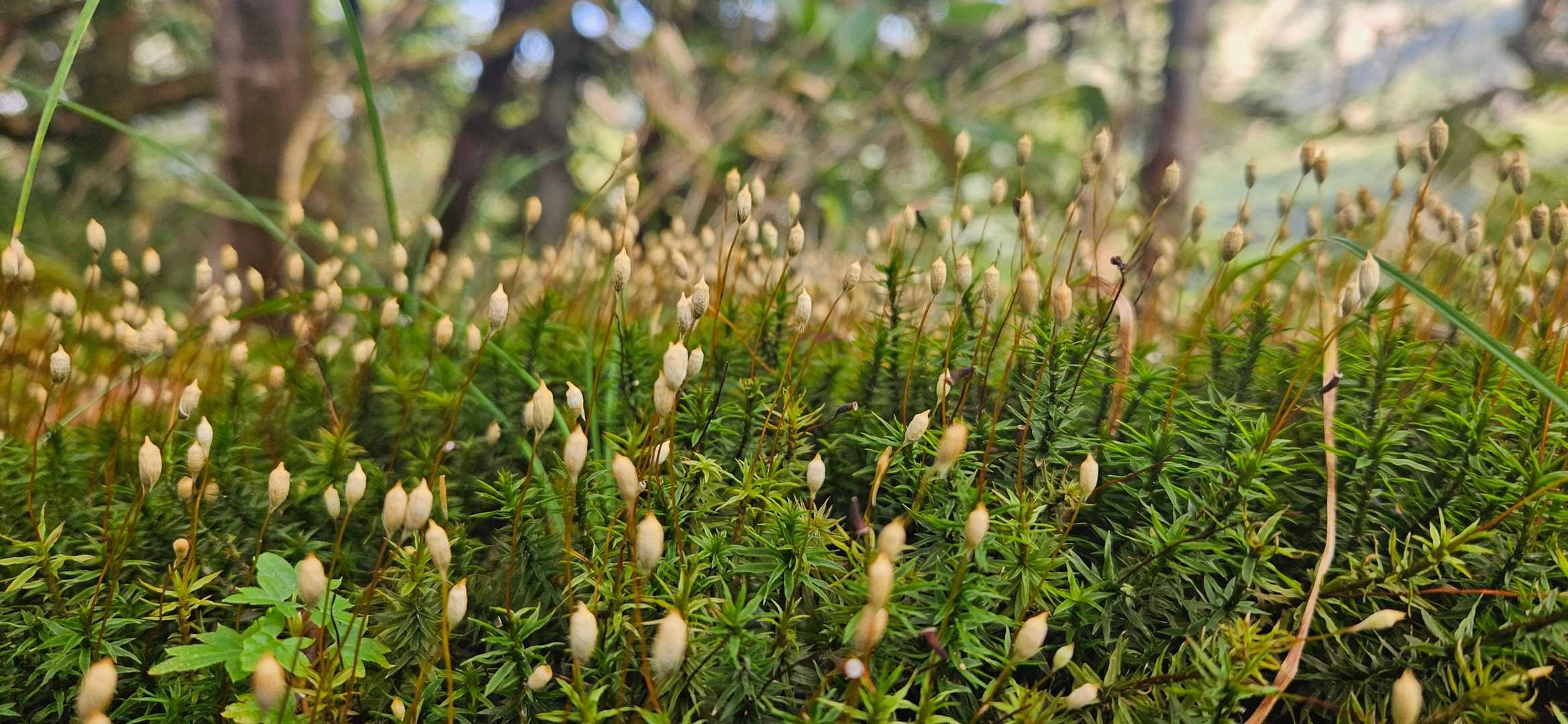 苔の世界✨