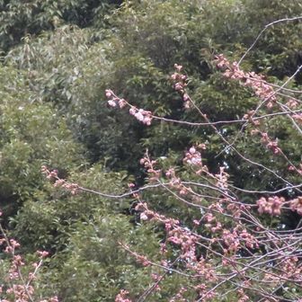 矢岳・城山 アップで｡
