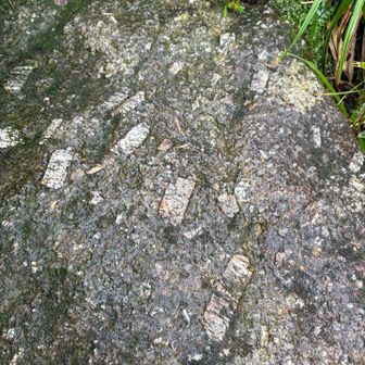 貝？の化石が至る所に。昔海底が隆起してできたのが分かります