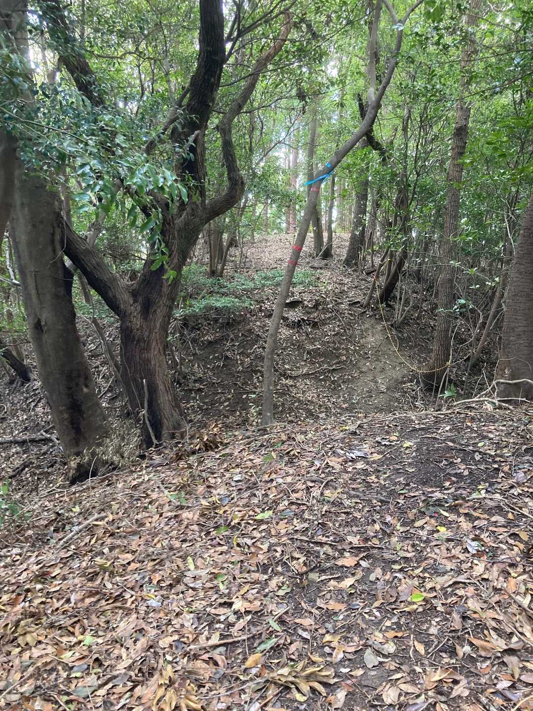 金辺峠-茶臼山-新城 往復コースの写真
