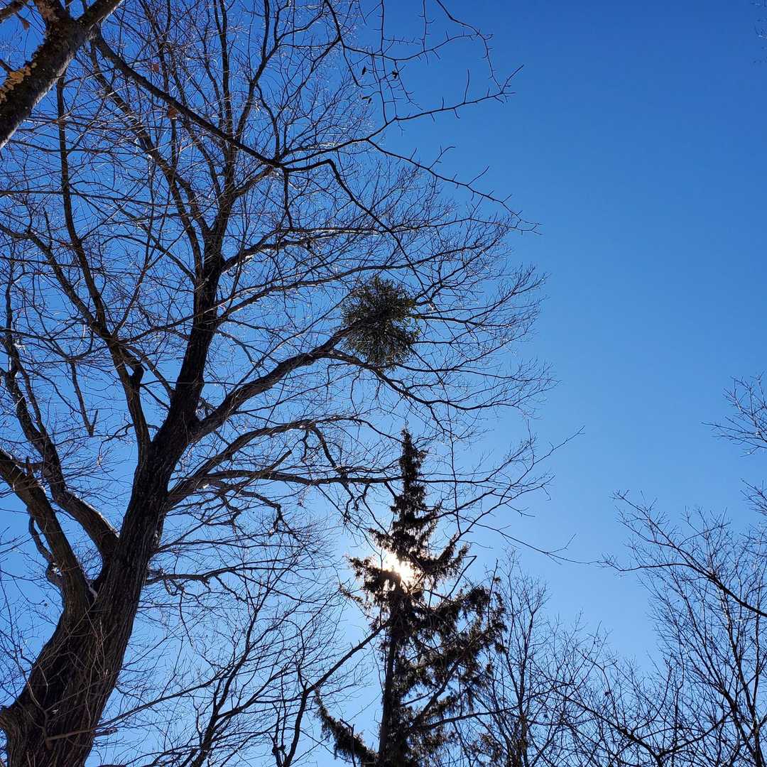 やどり木、みっけ🎵