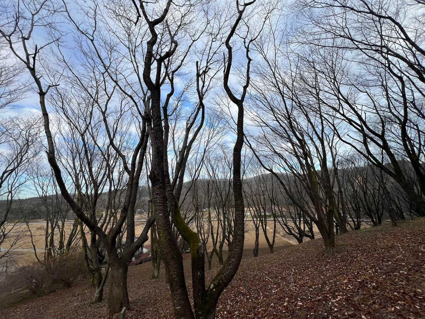 仏生寺付近は桜がいっぱい🈵
春は綺麗だろうな🌸