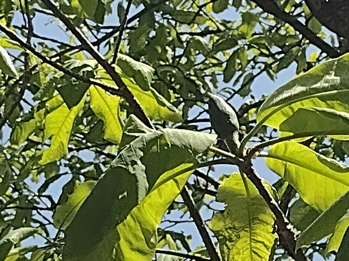 ホウノキ
蕾が付いてる