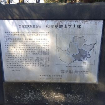 ブナ林の説明、天然記念物の指定されてるんだ