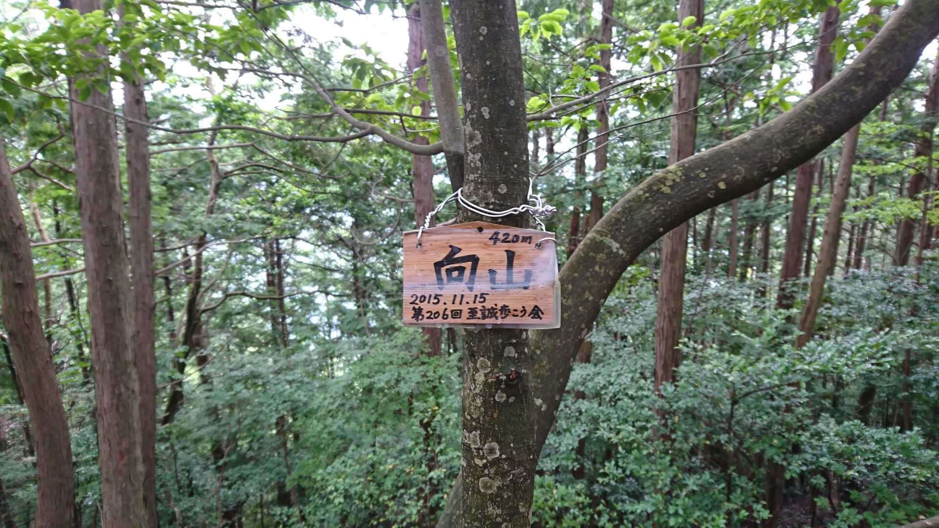 向山の写真