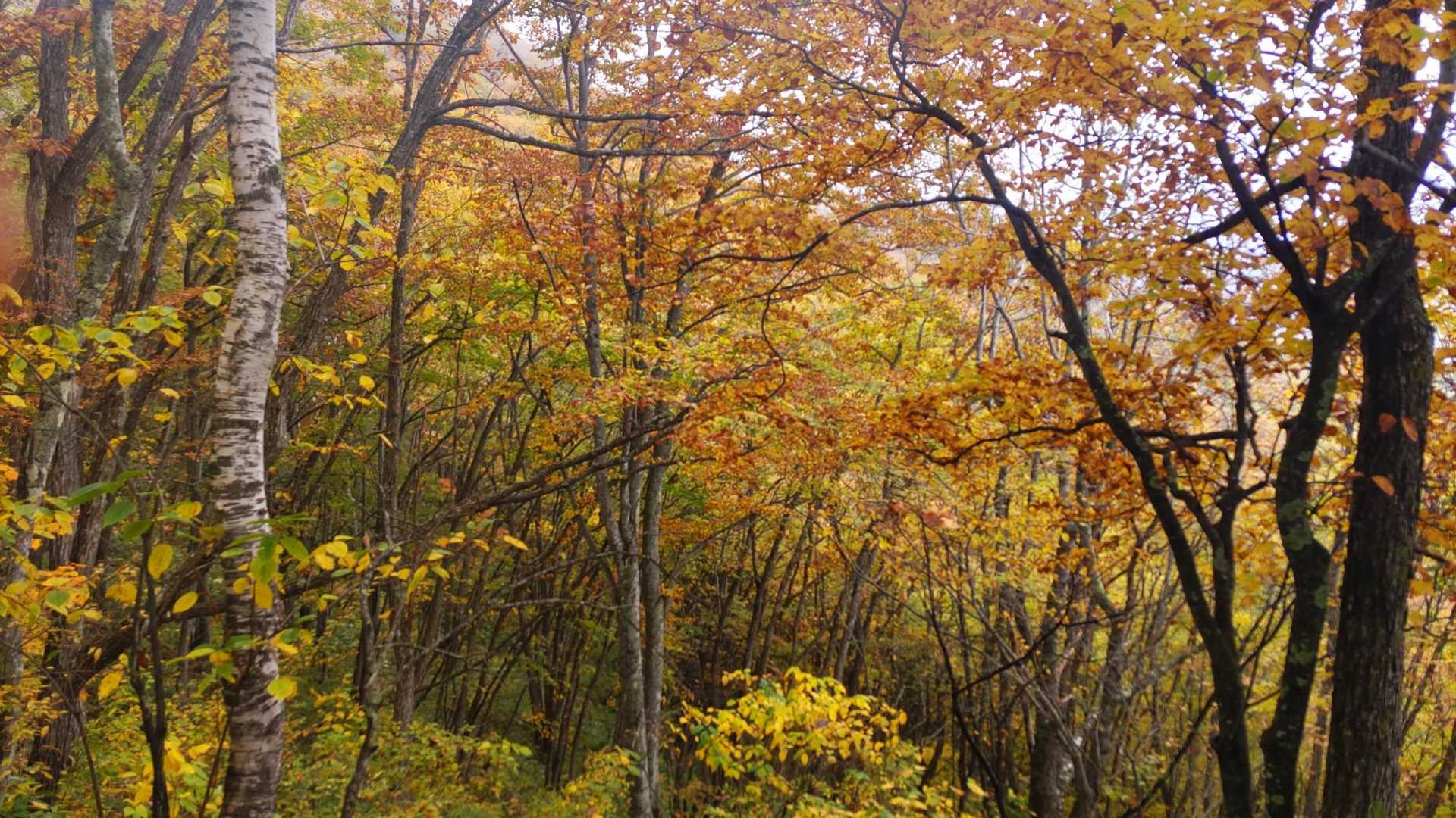 下の方の紅葉がキレイ