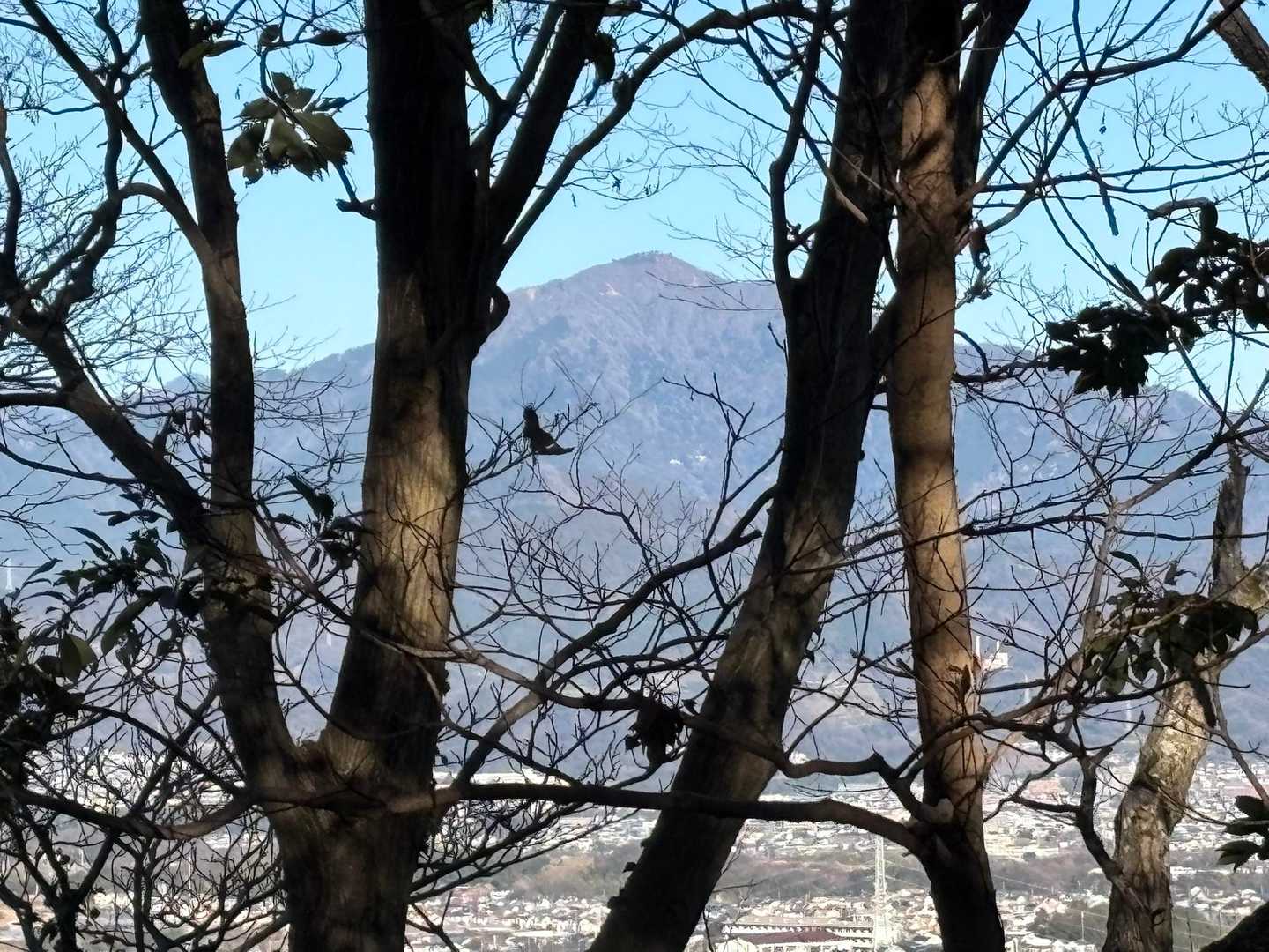 浅間山-高麗山 往復コースの写真