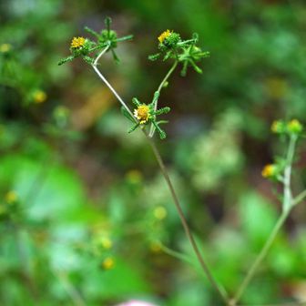コメナモミ（小雌菜揉）
ことらには毛がほとんどない。この写真では分かりずらいが、右上の頭花の花柄に腺毛が無いのも特徴。メナモミにはあるというがその写真は撮ってなかった。


