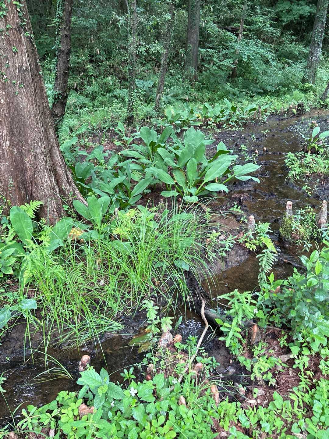 水芭蕉
