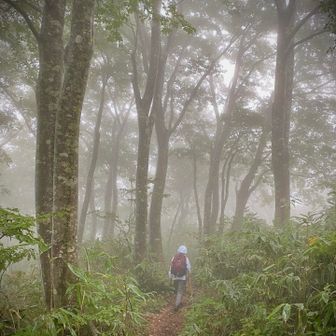 霧雨のブナ林を下山