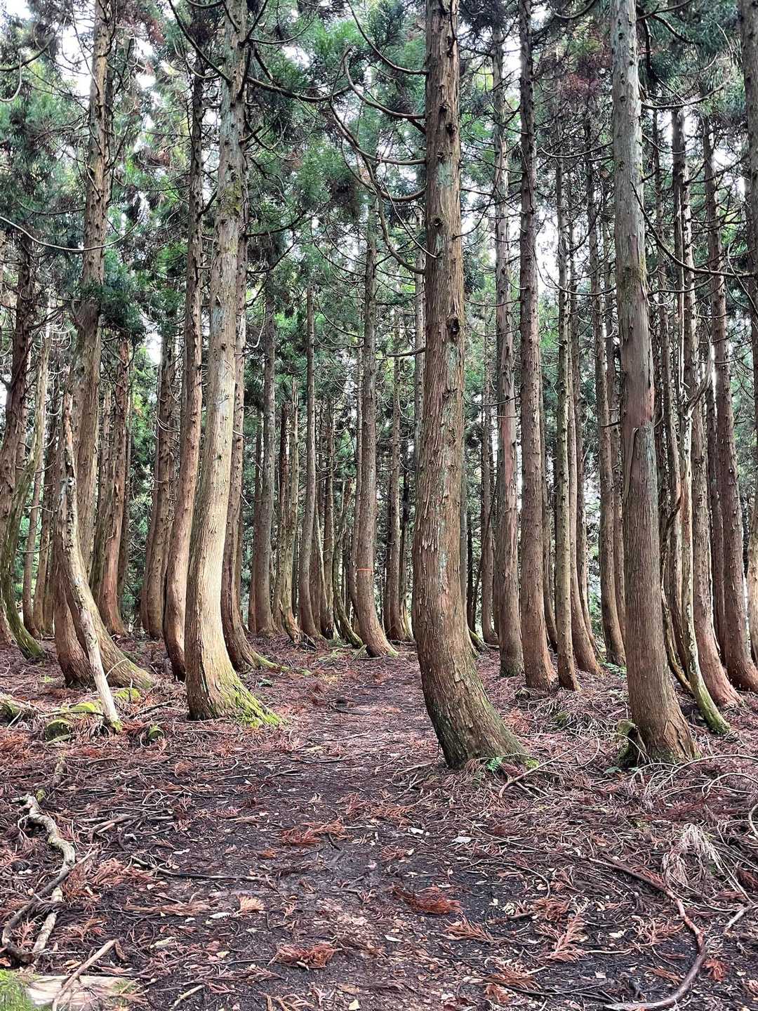 赤和瀬登山口-丸山登山口-丸山-ブナの谷頭-霧ヶ原-伯州山 周回コースの写真