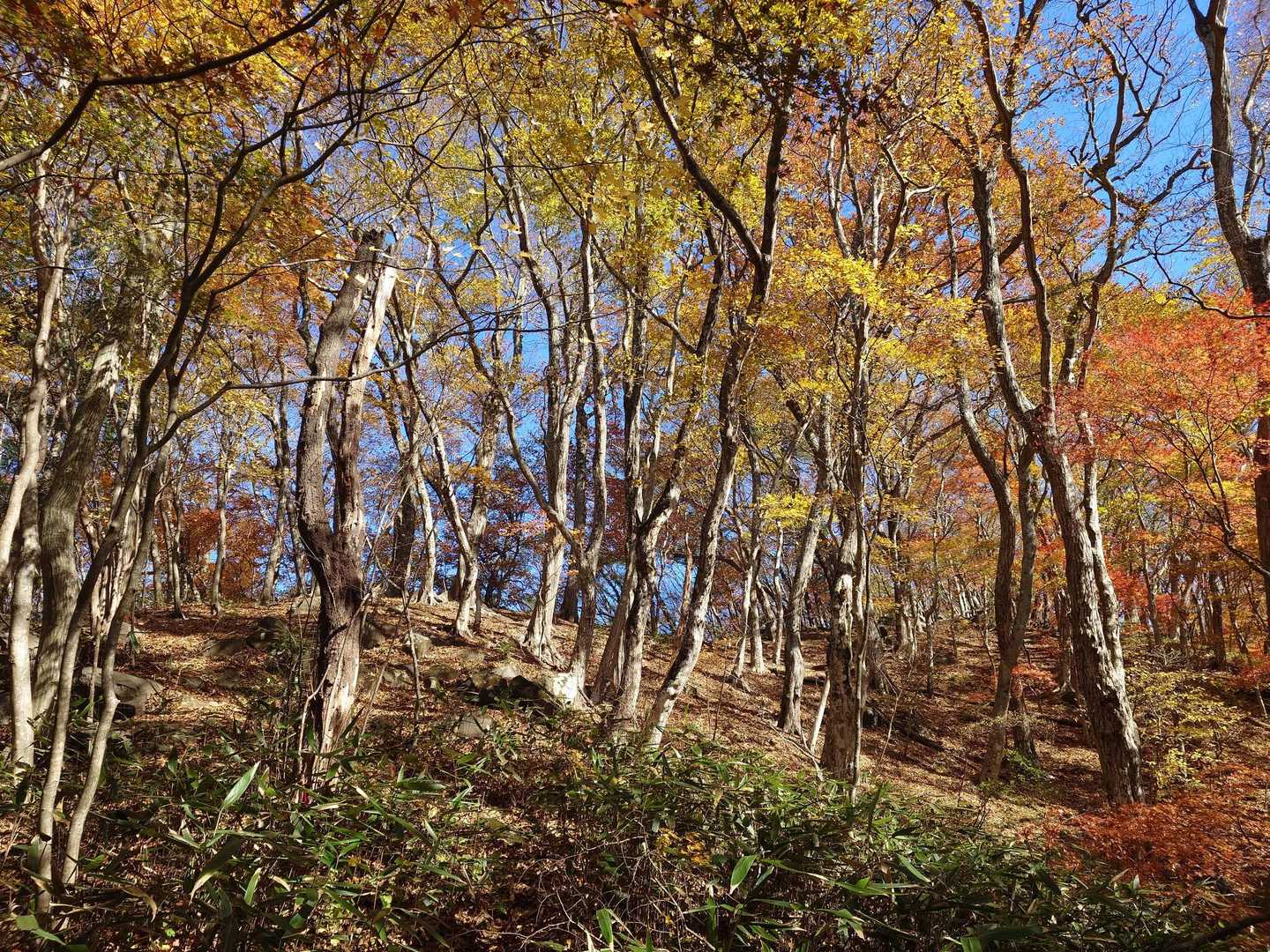 水沼山鷹巣山登山口-水沼山-鷹巣山 往復コースの写真