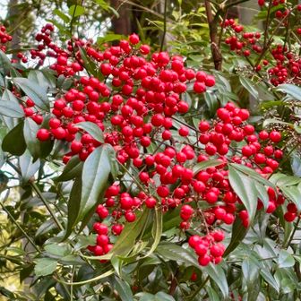正月気分やね〜
おっと！
早く帰って大掃除しなければ😱
