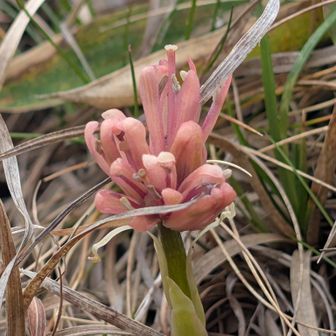 ショウジョウバカマの花蕾🩷