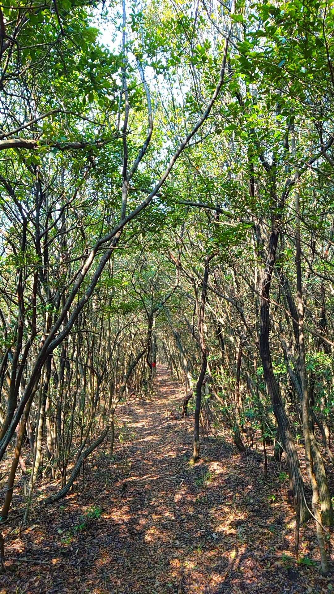 山頂稜線のフラットな登山道　バベ等常緑樹が多い