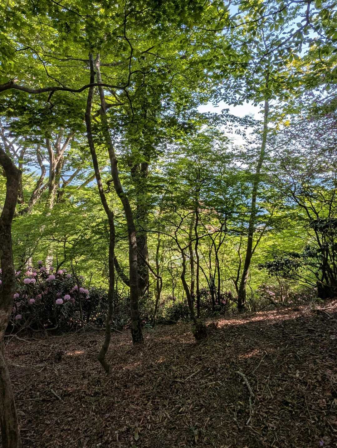 英彦山（中岳） 往復コースの写真